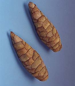 Pana Cone