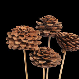 Pine Cone Cut
