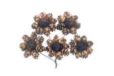 Pine Daisy Flower