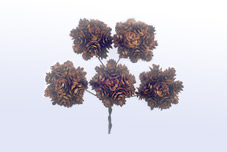 Pine Flower
