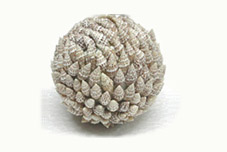 Sea Shell Ball