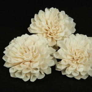 Sola Dahlia