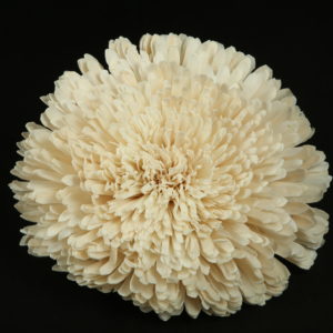 Sola Zinnia