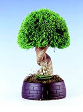 STAR TREE