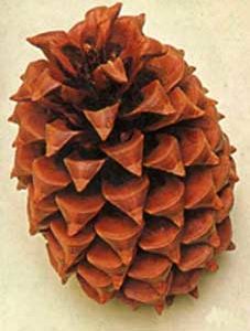 Sugar Pine