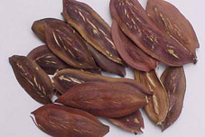 Senna Pods