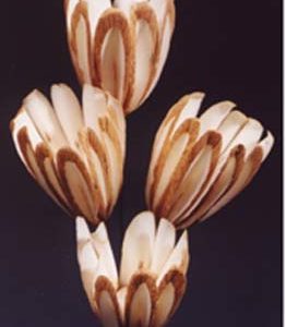 Sola Aster Lily