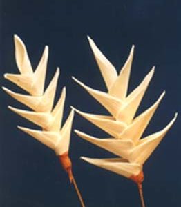 Sola Bamboo Leaves