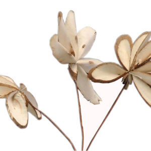 Sola Bark Flower