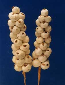 Sola Berries
