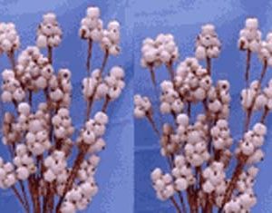Sola Berries Tree