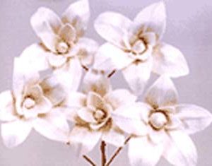 Sola Bud Lily