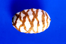 Sola Cabbage Egg