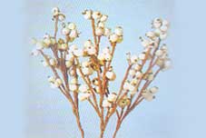 Sola Canella