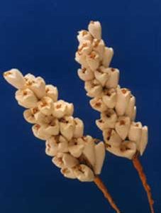 Sola Canstick