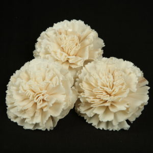 Sola Carnation