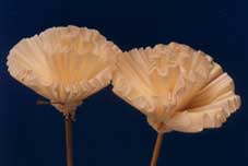 Sola Carnish