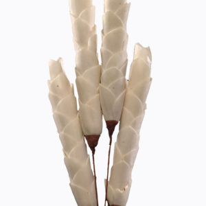Sola Colly Flower