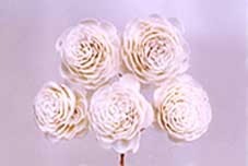 Sola Cosmos