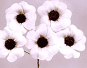 Sola Daisy Heart