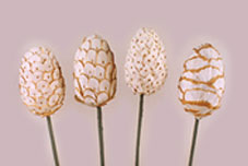 Sola Egg
