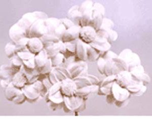 Sola Flower