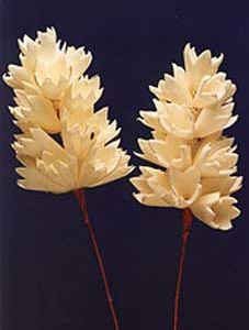 Sola Hyacinth
