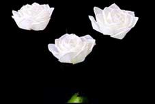 Sola Jumbo Rose