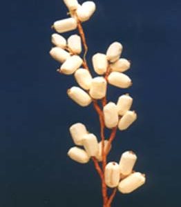 Sola Khajur Bunch