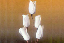 Sola Lanky Rose