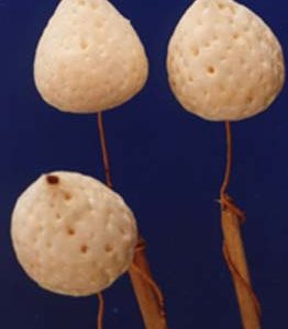 Sola Lichu