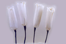 Sola Long Rose