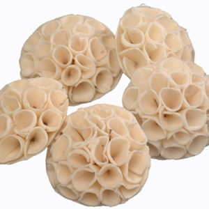 Sola Lotus Pod