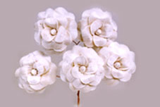 Sola Lupa Rose