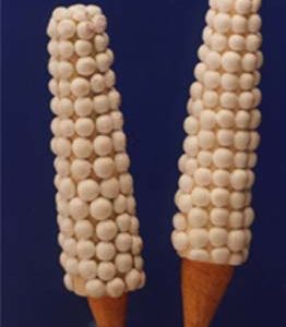Sola Maize