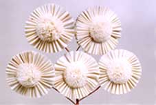 Sola Moon Flower