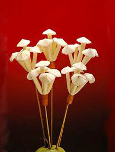 Sola Mushroom