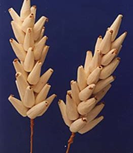 Sola Pinnocle