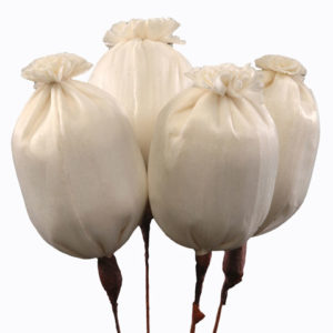 Sola Poppy