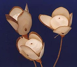 Sola Poppy with Petals
