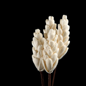 Sola Protea Flower