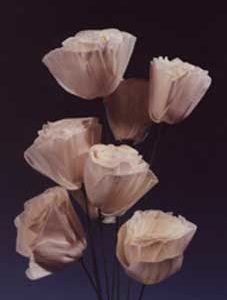 Sola Romantic Rose