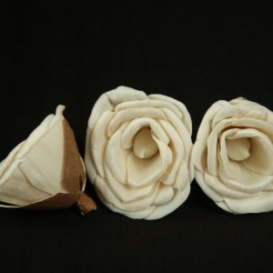 Sola Rose