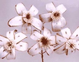 Sola Shimul Flower