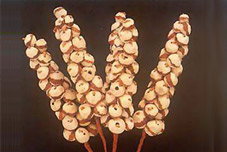 Sola Skin Berries