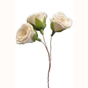 Sola Soft Rose