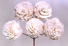 Sola Star