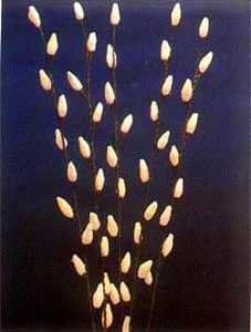 Sola Stick Bud