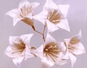 Sola Torn Apple Flower