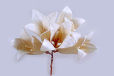 Sola Tulip